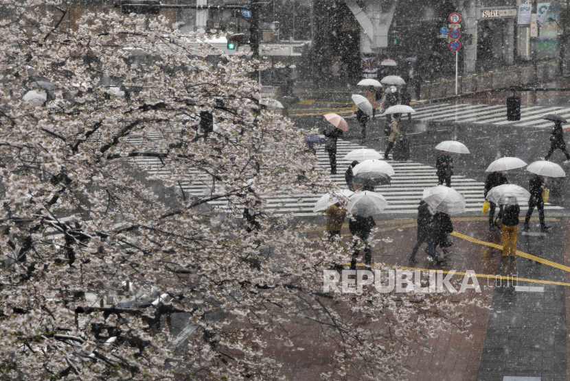 [Ilustrasi] Pengunjung melihat dan mengambil foto bunga sakura saat salju yang turun tanpa musim di Shibuya, Tokyo, Jepang, Ahad (29/3), ketika Pemerintah Tokyo memperingatkan untuk menghindari kerumunan untuk mencegah infeksi virus Corona (Covid-19).