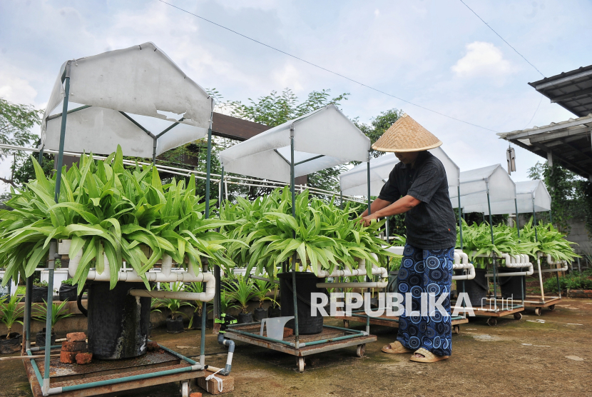 Petani bersiap memanen sayur siomak di Kebun Maisa Petani, Ciganjur, Jakarta Selatan, Rabu (6/11/2024). Penyaluran KUR BRI fokus pada sektor-sektor produktif seperti pertanian.