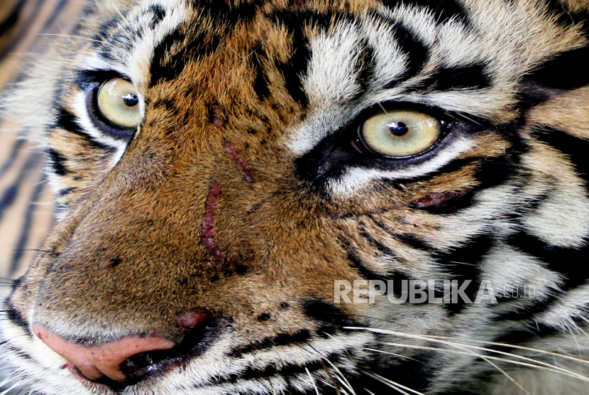 Harimau Sumatra liar.