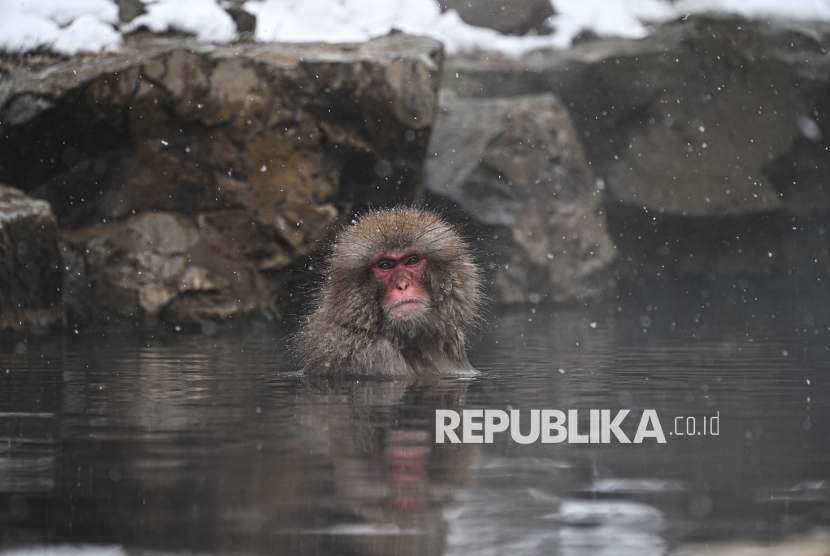 Mengenal Monyet Salju, Primata Endemik Jepang yang Suka Berendam di Air Panas