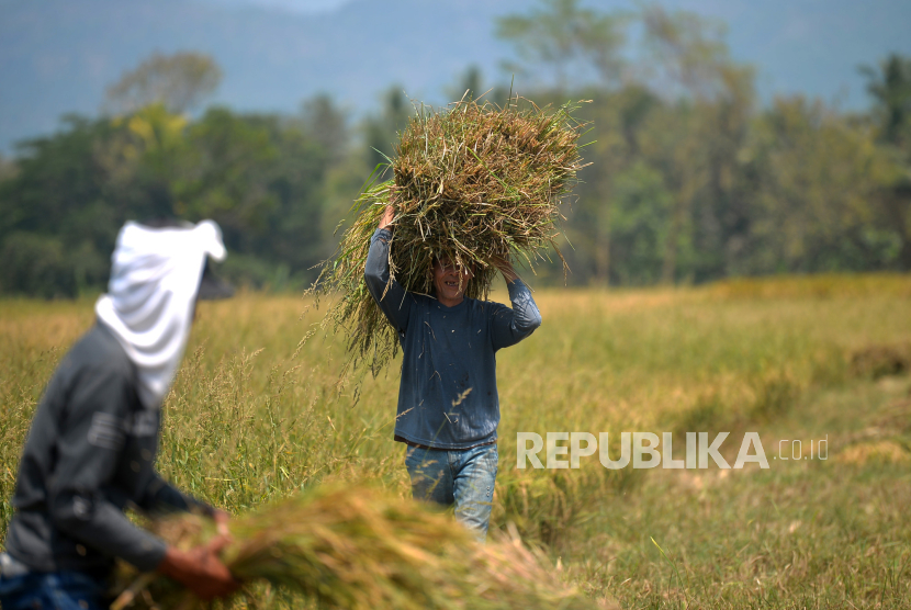 Petani membawa padi saat panen di kawasan Minggir, Sleman, Yogyakarta, Senin (16/10/2023).