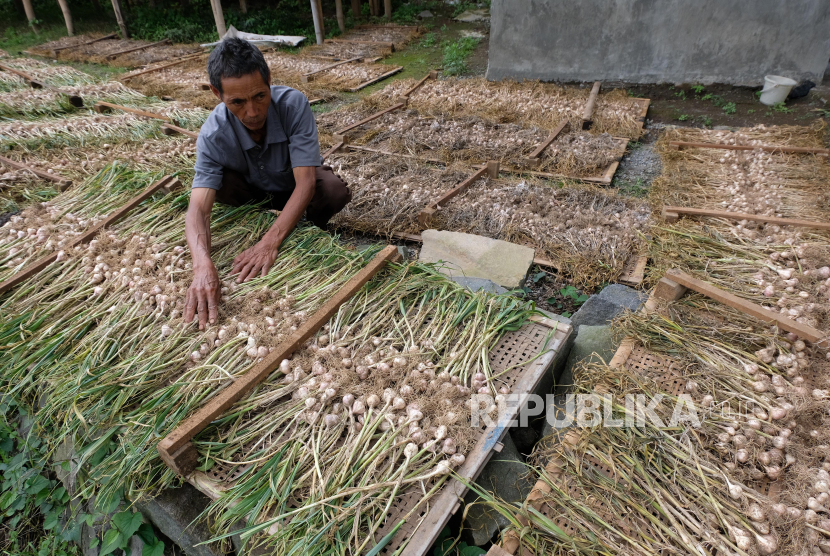 Petani menjemur bawang putih jenis Lumbu Ijo yang baru dipanen di Kwadungan, Kledung, Temanggung, Jawa Tengah, Senin (6/4/2020).