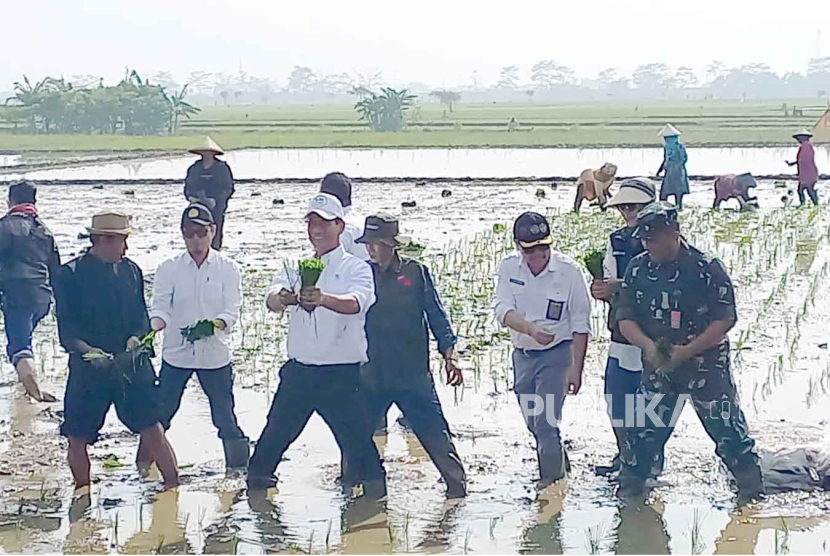 Menteri Pertanian (Mentan) Amran Sulaiman bersama jajaran dan petani menanam padi di area persawahan di Desa Gajah Mekar, Kecamatan Kutawaringin, Kabupaten Bandung, Rabu (6/12/2023) pagi. 