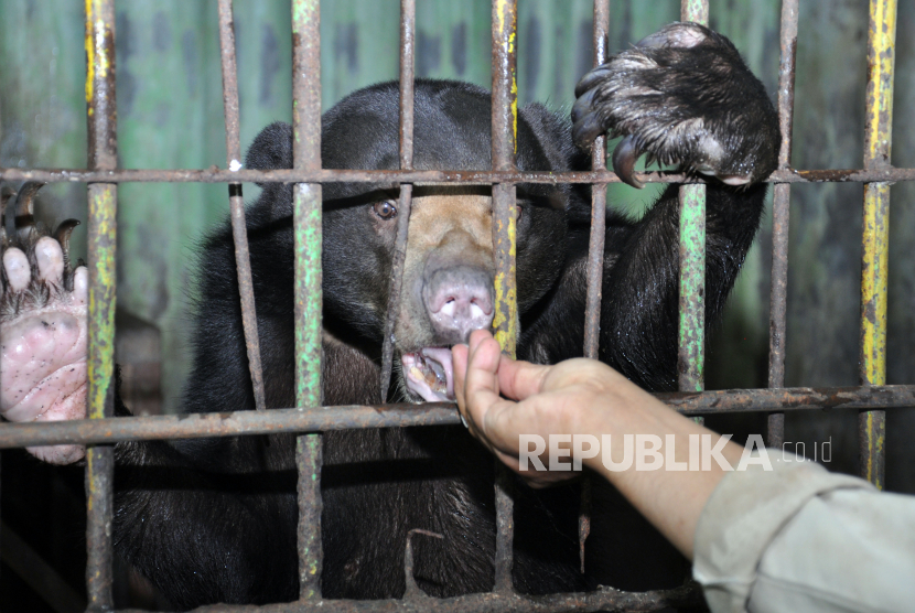 Petugas memberikan makanan kepada Beruang madu (Helarctos malayanus) di Medan Zoo atau kebun binatang Medan, Sumatera Utara, Rabu (29/4/2020). Tidak adanya pemasukan semenjak ditutup tanggal 23 Maret 2020 terkait wabah COVID-19, menyebabkan kurang lebih 200 satwa di kebun binatang itu terancam kehabisan makanan dan kelaparan