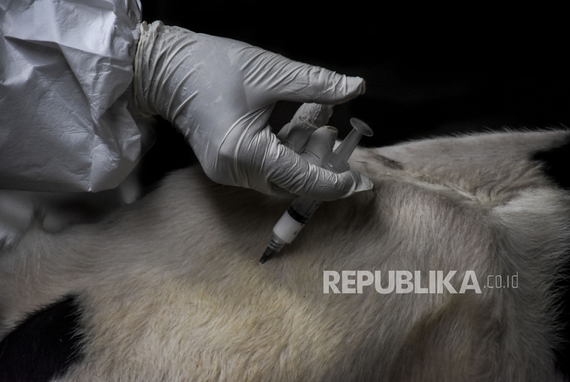 Petugas menyuntikkan vaksin penyakit mulut kuku (PMK) ke hewan ternak sapi. ilustrasi