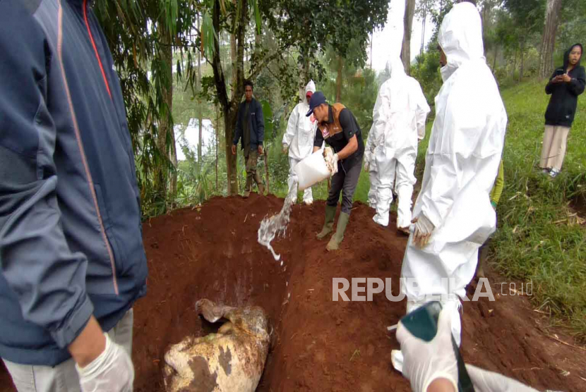 Petugas mengubur satu ternak sapi yang positif terpapar Lumpy Skin Disease (LSD) di Batu Lonceng, Kecamatan Lembang, Kabupaten Bandung Barat, Jawa Barat.