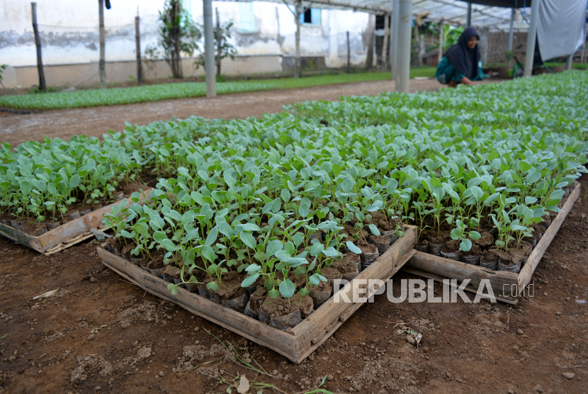 Buruh tani memindahkan bibit cabai yang sudah siap jual di Dusun Wedani, Desa Badang, Kecamatan Ngoro, Kabupaten Jombang, Jawa Timur, Rabu (15/7/2020). Desa setempat dikenal sebagai kampung bibit, karena sebagian besar warganya memiliki usaha penyemaian berbagai jenis tanaman hortikultura yang dijual ke berbagai daerah di Jawa Timur mulai Rp200-Rp300 per biji.