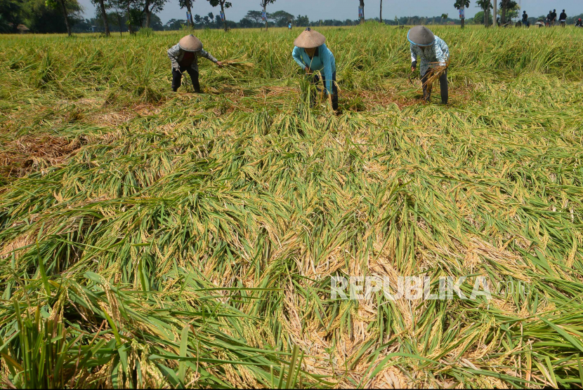 Sebanyak empat buruh tani di Kabupaten Demak, Jawa Tengah, meninggal akibat tersambar petir (Foto: ilustrasi petani panen padi)