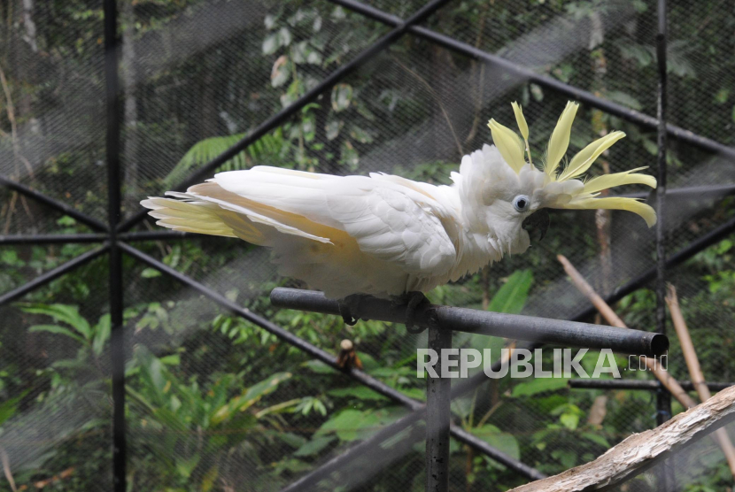 Kakak Tua Jambul Kuning (Cacatua Sulphurea) saat akan dilepasliarkan di kandang penyelamatan satwa di Sorong, Papua Barat, Kamis (28/10/2022).  