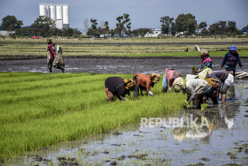 Sejumlah petani menggarap sawahnya di kawasan Gedebage, Kota Bandung. Kepala Badan Pusat Statistik (BPS) Suhariyanto mengatakan  Indeks Harga Perdagangan Besar (IHPB) Umum Nasional atau grosir turun sebesar 0,07 persen pada Agustus 2020. Penurunan IHPB tertinggi pada sektor pertanian sebesar 1,12 persen.