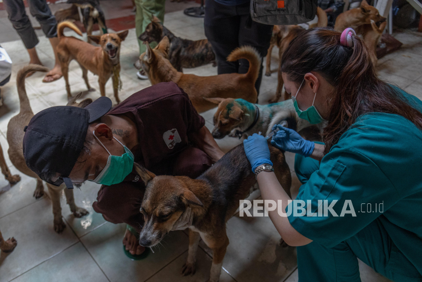 Anggota Perhimpunan Dokter Hewan Indonesia Jateng 1 memeriksa dan mengobati kesehatan anjing yang diselamatkan dari kasus penyelundupan 