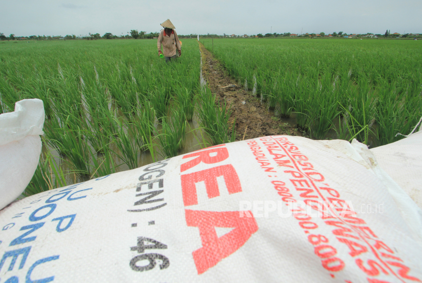 Petani menebar pupuk di areal sawah desa Brondong, Kecamatan Pasekan, Indramayu, Jawa Barat, Jumat (8/1/2021). Petani daerah itu mengaku kesulitan mendapatkan pupuk bersubsidi akibat terjadinya kelangkaan sejak Desember 2020 lalu dan pupuk subsidi tahun 2021 mengalami kenaikan harga sekitar Rp.300 hingga Rp.450 per kilogram. 