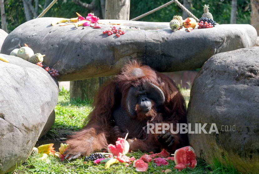 Seekor orangutan jantan (Pongo pygmaeus) bernama Jacky mengambil buah-buahan yang khusus disajikan untuk merayakan ulang tahunnya ke-46 di Bali Zoo, Gianyar, Bali, Senin (4/9/2023). 