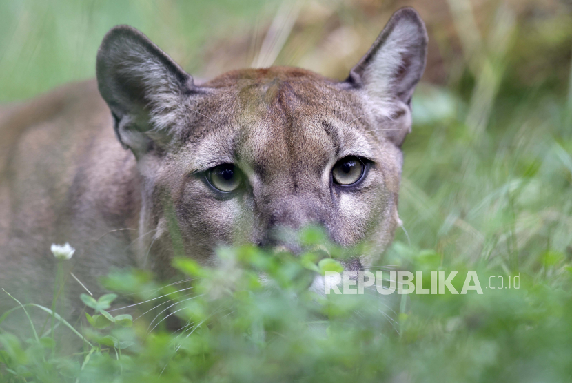 Puma (ilustrasi). Flu burung menewaskan 20 kucing besar suaka margasatwa di Shelton, Washington, Amerika Serikat (AS).