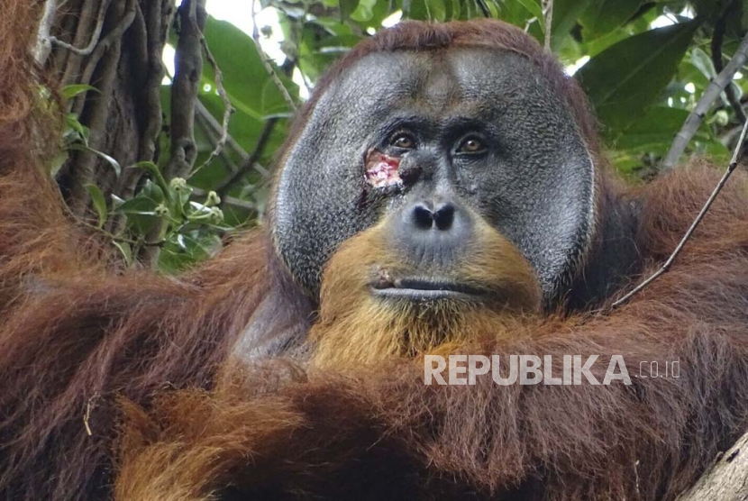 Orang Utan Sumatra