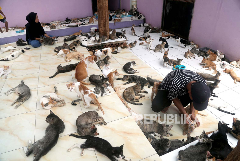 Penjaga membersihkan kucing di Clow Cats and Animals Shelter di Bogor, Jawa Barat. Eropa menerapkan aturan ketat terkait hewan terlantar.