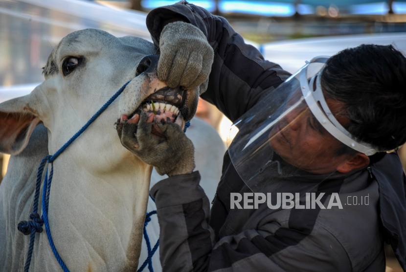 Petugas memeriksa kesehatan hewan kurban di Pasar Domba dan Sapi Kurban (ilustrasi)