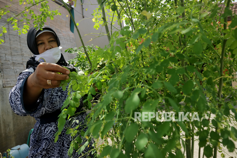 Warga mengambil daun kelor. Pemerintah Provinsi Kalimantan Selatan (Pemprov Kalsel) mendukung pengembangan industri teh daun kelor menjadi produk ekspor ke berbagai negara lain (eksplorasi).