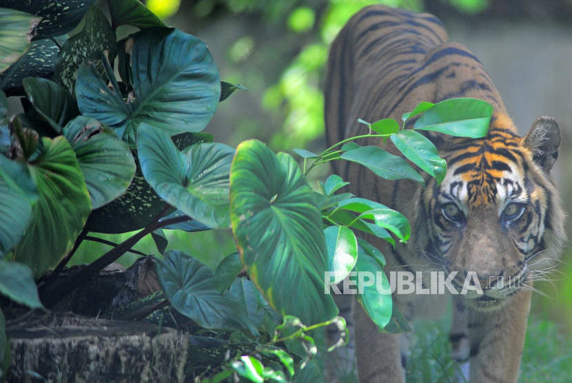 Balai Konservasi Sumber Daya Alam (BKSDA) Aceh menyatakan, seorang petani di Kabupaten Aceh Selatan dilaporkan diserang harimau Sumatra (panthera tigiris) saat berada di kebun sawit. (Foto: Harimau Sumatera/Phantera tigris sumatrae)