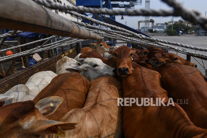 Sejumlah sapi impor dari Australia berada di dalam truk usai diturunkan dari kapal di Pelabuhan Tanjung Priok, Jakarta, Selasa (15/9/2020). Kementerian Pertanian menyatakan hingga kini Indonesia masih mengimpor 280 ribu ton atau 1,2 juta ekor sapi per tahun guna membantu mencukupi kebutuhan pangan. 