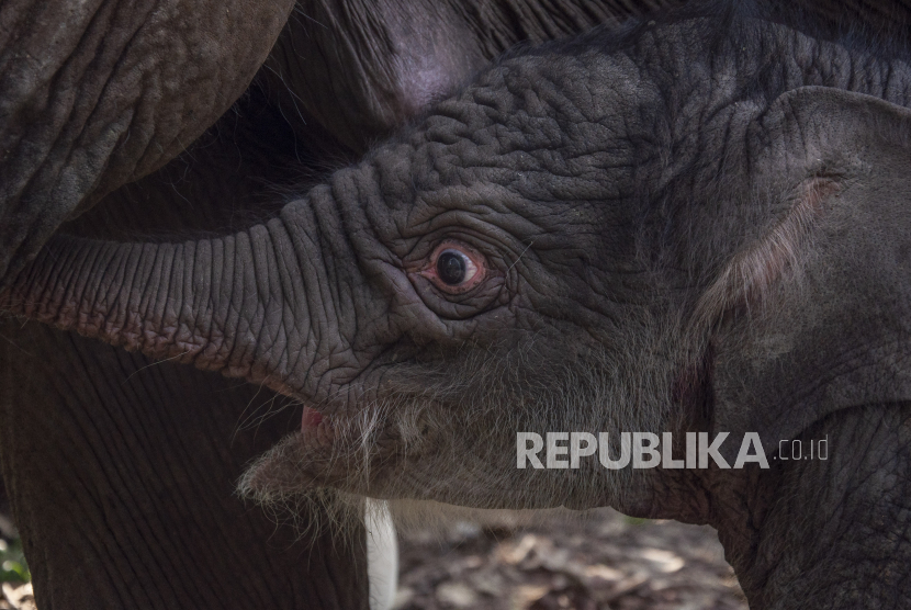 Seekor anak gajah sumatra (Elephas maximus sumatranus) yang baru lahir berada di dekat induknya di Camp Flying Squad Taman Nasional Tesso Nilo Kabupaten Pelalawan, Provinsi Riau, Jumat (1/9/2023). Induk gajah bernama Lisa yang berumur 41 tahun tersebut melahirkan seekor bayi gajah berjenis kelamin betina dengan berat 139 kg pada 31 Agustus 2023.  