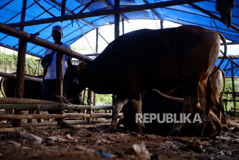 Penjual hewan kurban mengecek kesehatan hewan di lapak penjualan hewan kurban di Jalan Jendral Basuki Rachmat,   Cipinang Besar, Jakarta Timur, Kamis (9/6/2022). Menurut pedagang hewan kurban, jumlah pasokan hewan kurban menjelang Idul Adha 1443 H mengalami penurunan akibat wabah penyakit mulut dan kuku (PMK). Penurunan tersebut berimbas pada kenaikan harga sebesar 15 sampai 20 persen. Untuk harga satu ekor sapi sebelumnya kisaran Rp 14 juta, namun kini menembus harga Rp 15,8 juta. Sebagai antisipasi wabah PMK, pedagang hewan kurban mengirimkan pasokan hewan dari daerah yang tidak terkena wabah PMK seperti Bali, Kupang, dan Bima serta menunjukan bukti surat keterangan kesehatan hewan dari Dinas Pertanian dan Ketahanan Pangan Provinsi Bali. Republika/Thoudy Badai