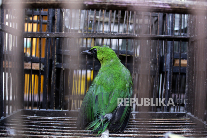 Seekor burung cucak hijau (ilustrasi)