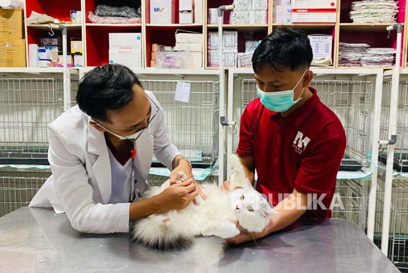 Dokter hewan dibantu petugas melakukan pemeriksaan kesehatan pada seekor kucing yang dititipkan di Maxim Pet Care, Kota Bogor. Menjelang lebaran 1444 Hijriah, penitipan hewan peliharaan di tempat tersebut mengalami peningkatan sebesar 80 persen dibandingkan tahun-tahun sebelumnya di masa pandemi Covid-19.