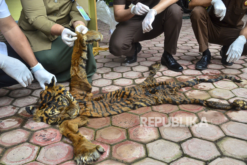 Barang bukti kulit harimau sumatera (ilustrasi).