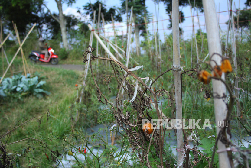 Kondisi tanaman pertanian tomat dan cabai mulai meranggas akibat kekuarangan air di daerah Mekarwangi, Jawa Barat. residen Joko Widodo menggelar rapat terbatas mengenai antisipasi dampak el nino.