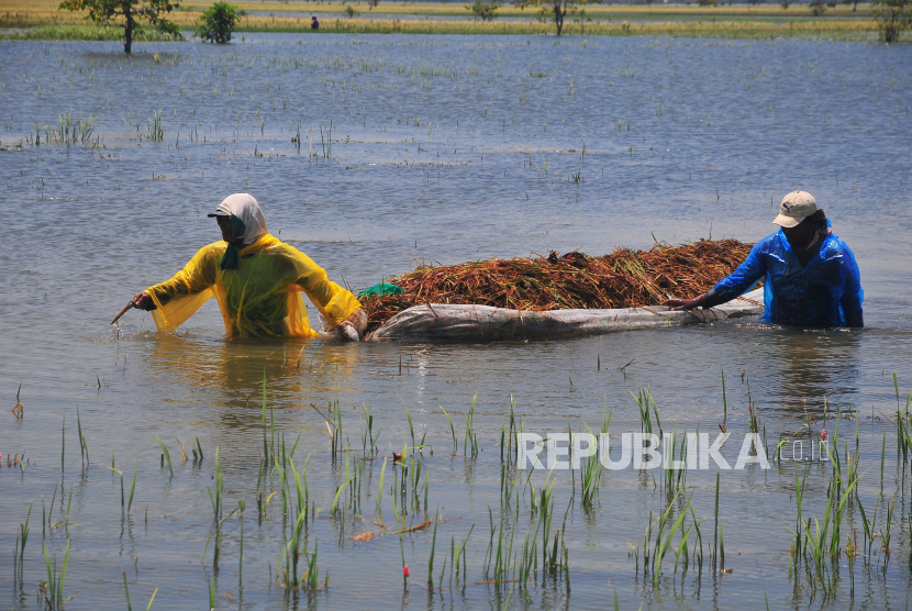 Pemerintah Kabupaten Aceh Barat mencatat sekitar 300 ton gabah milik petani di Kecamatan Woyla dan Bubon hanyut diterjang banjir.