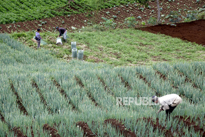 Petani bercocok tanam di lahan pertanian kawasan Ciloto, Cianjur, Jawa Barat, Senin (30/11/2020). 