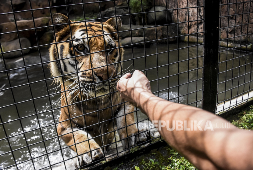 Pawang binatang bermain dengan Harimau Benggala (Panthera tigris tigris) di kandang.  ilustrasi. Dengan kecerdasan buatan, ilmuwan kini berupaya memahami bahasa binatang.
