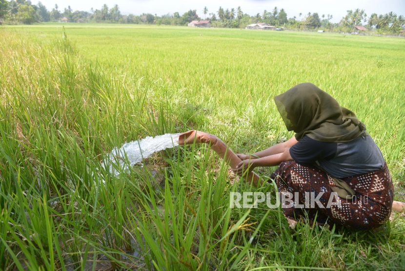 Petani memompa air ke lahan persawahan. Untuk mengatasi ancaman kekeringan dan gagal panen padi, kelompok tani memompa air sungai ke lahan persawahan (ilustrasi)