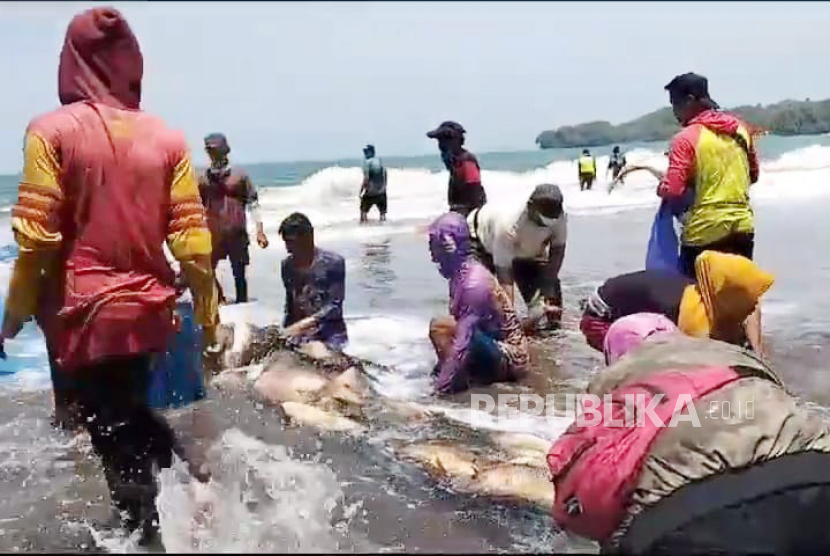 Nelayan di Pantai Batukaras, Kecamatan Cijulang, Kabupaten Pangandaran, menangkap ikan kakap merah menggunakan jaring arad, beberapa hari lalu. 