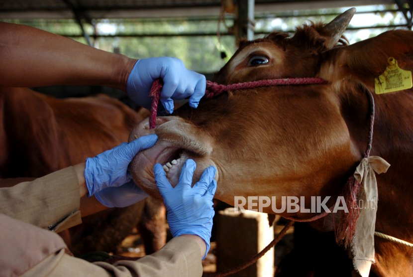 Petugas memeriksa gigi sapi saat pemeriksaan kesehatan hewan ternak sapi (ilustrasi)