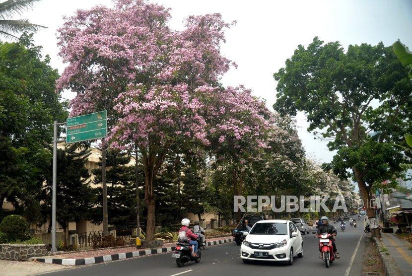 Pohon Tabebuya yang bunganya bermekaran.