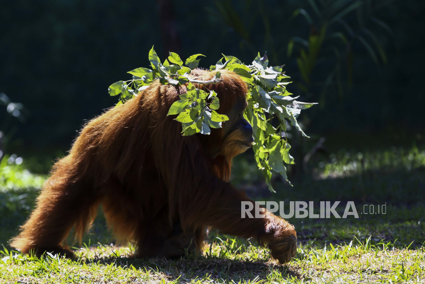 Populasi orangutan di kawasan Taman Nasional Kapuas Hulu meningkat setiap tahun.
