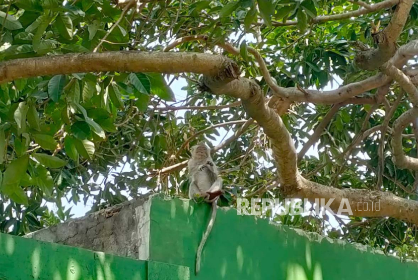 Monyet liar berkeliaran di permukiman warga di Kelurahan Mekarjaya, Sukmajaya, Kota Depok, Jawa Barat, Selasa (10/10/2023). Kondisi ini terjadi setelah kejadian monyet masuk permukiman di Kelurahan Cipayung dan menimbulkan korban luka pada pekan lalu. 