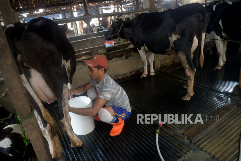 Pekerja memerah susu sapi di perternakan sapi perah.