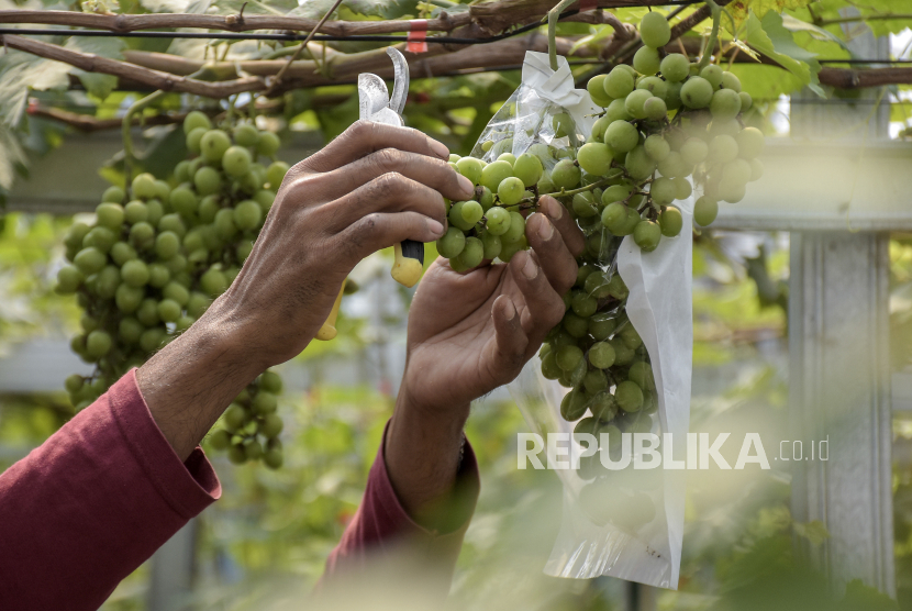 Kementan angkat bicara mengenai isu anggur shine muscat impor mengandung residu kimia yang melebihi tingkat yang diizinkan.  (ilustrasi)