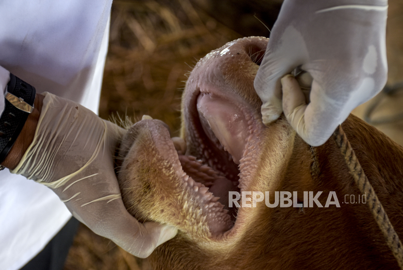 Petugas memeriksa kesehatan hewan sapi, (ilustrasi). Pemkot Sukabumi mengeluarkan surat edaran peningkatan kewaspadaan dan pencegahan penyebaran kasus penyakit mulut dan kuku pada hewan (PMK) hewan ternak. 