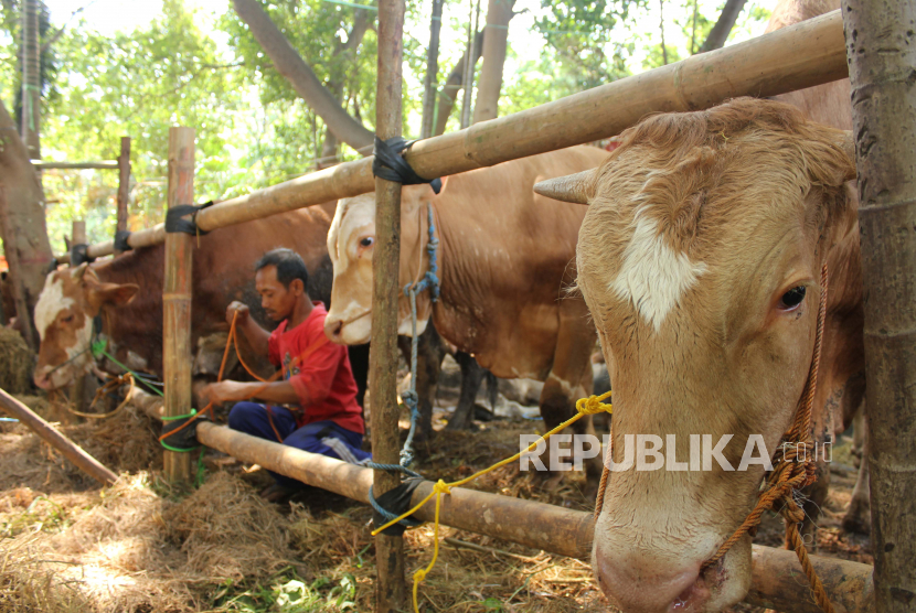 Seorang pedagang mengikat tali pengikat sapi ke kandang di Kemayoran, Jakarta Pusat, Rabu (29/6/2022). Menurut pedagang tersebut, wabah penyakit mulut dan kuku (PMK) telah menyebabkan menurunnya penjualan sapi kurban dan terbatasnya pasokan sapi, sementara sapi kurban di lokasi tersebut dibandrol seharga Rp21 juta - Rp60 juta per ekor tergantung berat badan. 