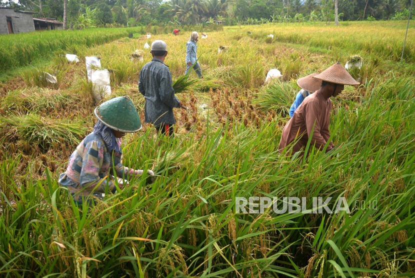 Petani memanen tanaman padi secara tradisional di persawahan (ilustrasi)