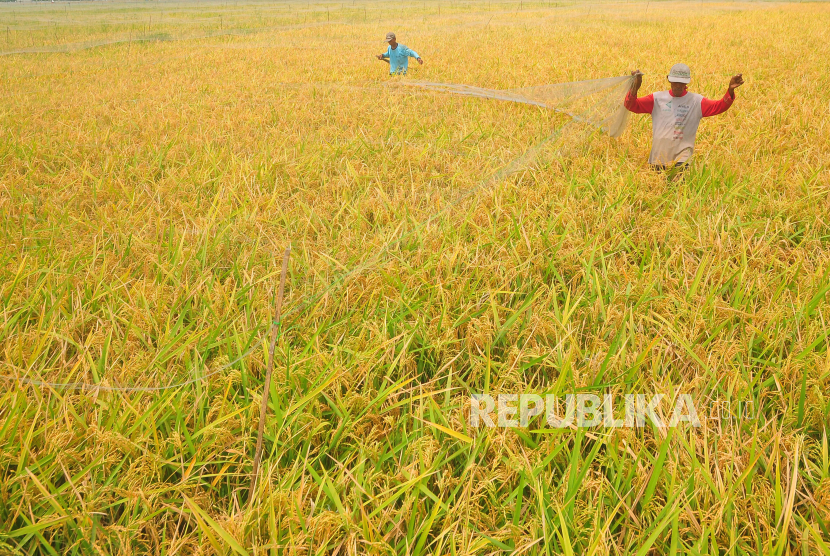 Petani melepas jaring hama burung di tanaman padi siap panen. Politikus PDIP Sutrisno mengkritisi rencana Kementan impor beras 3,5 juta ton.