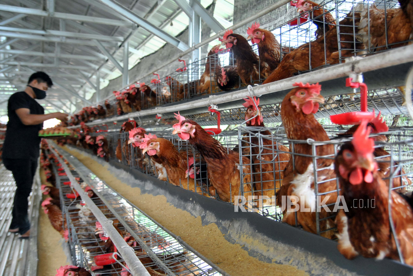 Peternak ayam petelur. Pinsar Wilayah Kalimantan Barat memprotes rencana pemprov untuk impor telur dan ayam dari Malaysia.