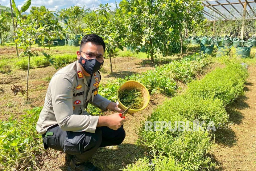 Kompol Fadli Amri saat memanen daun stevia di ladang miliknya. 