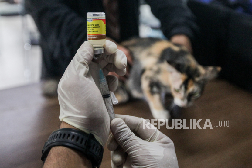 Petugas menyiapkan vaksin rabies untuk disuntikan ke kucing. Pemkot Yogyakarta menggencarkan sterilisasi kucing liar cegah penyakit zoonosis.