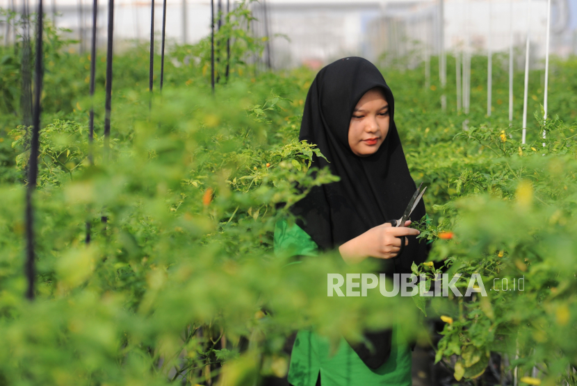 Petugas merawat tanaman cabai rawit di kebun biotech Green House di Pasar Mayestik, Kebayoran Baru, Jakarta Selatan, Rabu (31/7/2024). 