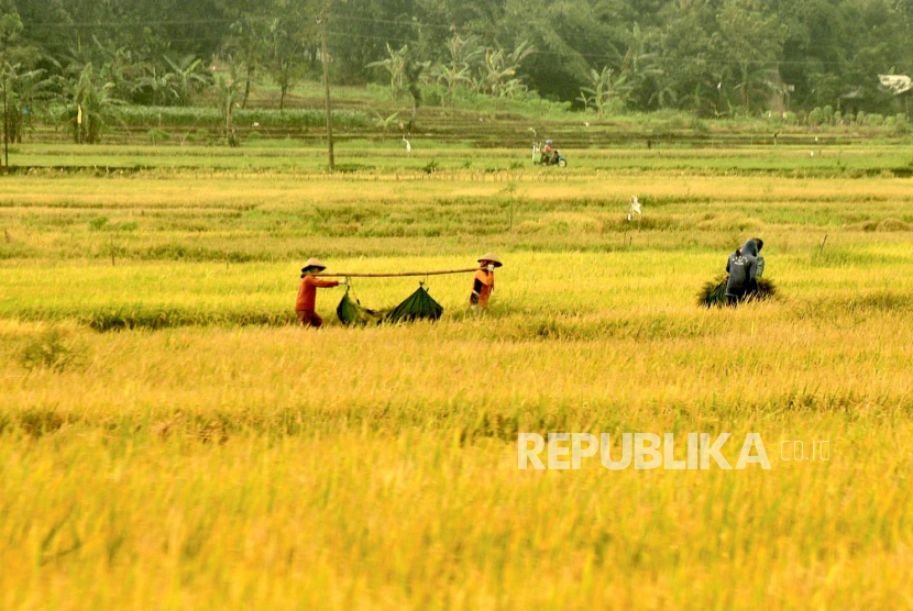 Ilustrasi para petani memanen padi secara tradisional di sawah yang mereka garap.